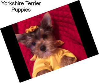 Yorkshire Terrier Puppies