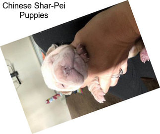 Chinese Shar-Pei Puppies