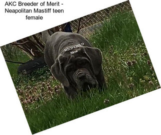 AKC Breeder of Merit - Neapolitan Mastiff teen female