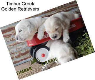 Timber Creek Golden Retrievers