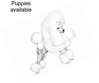 Puppies available