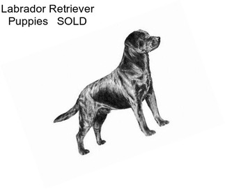 Labrador Retriever Puppies   SOLD