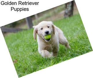 Golden Retriever Puppies