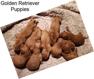 Golden Retriever Puppies