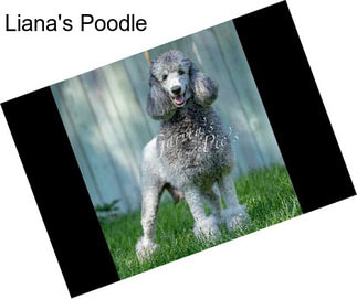 Liana\'s Poodle