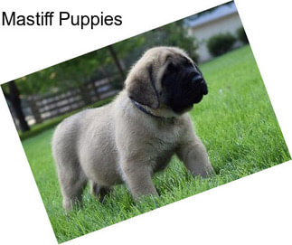 Mastiff Puppies