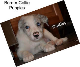 Border Collie Puppies