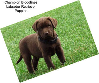 Champion Bloodlines Labrador Retriever Puppies