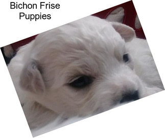 Bichon Frise Puppies