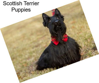 Scottish Terrier Puppies