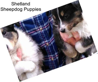 Shetland Sheepdog Puppies