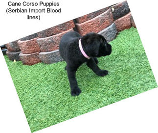 Cane Corso Puppies (Serbian Import Blood lines)