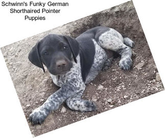 Schwinn\'s Funky German Shorthaired Pointer Puppies