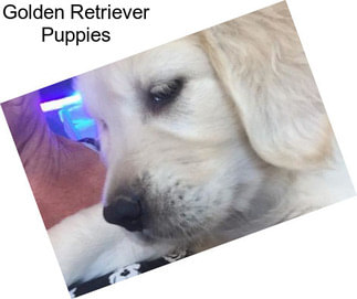 Golden Retriever Puppies