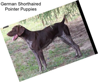 German Shorthaired Pointer Puppies