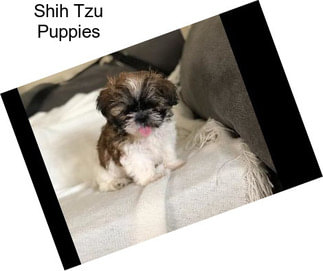 Shih Tzu Puppies