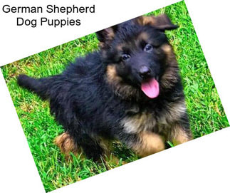 German Shepherd Dog Puppies