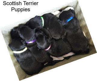 Scottish Terrier Puppies