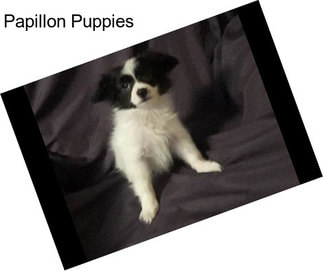 Papillon Puppies