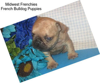 Midwest Frenchies French Bulldog Puppies