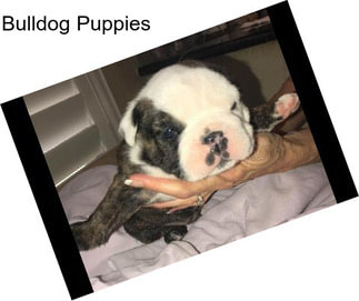 Bulldog Puppies