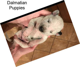 Dalmatian Puppies