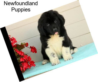 Newfoundland Puppies