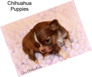 Chihuahua Puppies