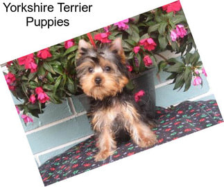 Yorkshire Terrier Puppies