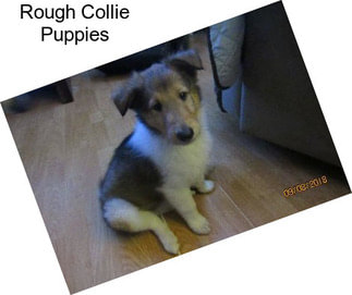 Rough Collie Puppies