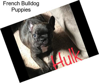 French Bulldog Puppies