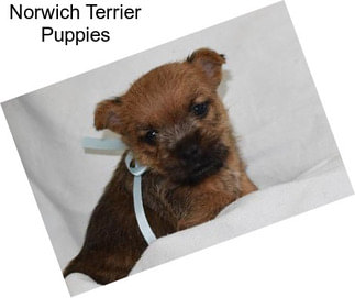 Norwich Terrier Puppies