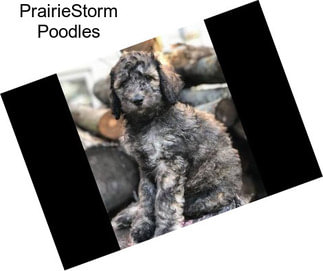 PrairieStorm Poodles