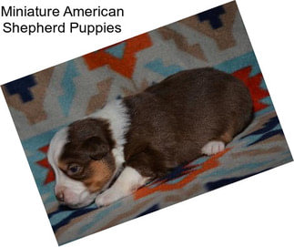 Miniature American Shepherd Puppies