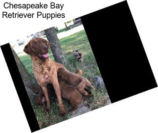 Chesapeake Bay Retriever Puppies