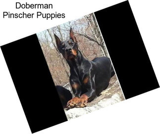 Doberman Pinscher Puppies