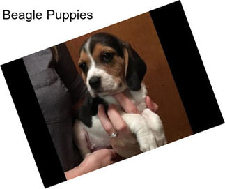 Beagle Puppies