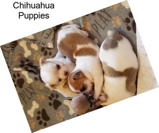 Chihuahua Puppies