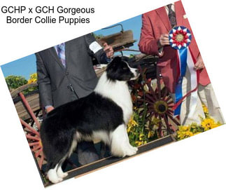 GCHP x GCH Gorgeous Border Collie Puppies