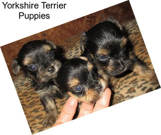 Yorkshire Terrier Puppies