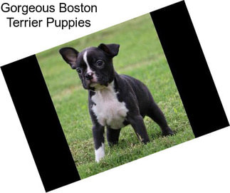 Gorgeous Boston Terrier Puppies