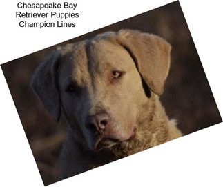 Chesapeake Bay Retriever Puppies Champion Lines