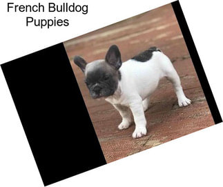 French Bulldog Puppies