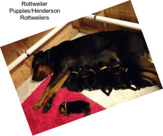 Rottweiler Puppies/Henderson Rottweilers