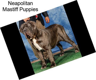 Neapolitan Mastiff Puppies