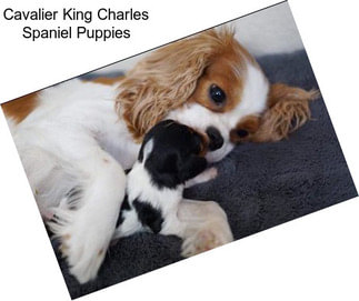 Cavalier King Charles Spaniel Puppies