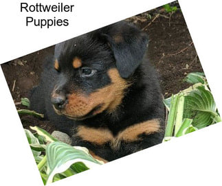 Rottweiler Puppies