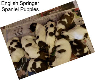 English Springer Spaniel Puppies