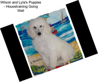 Wilson and Lyla\'s Puppies - Housetraining Going Well