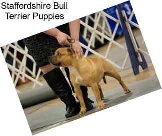 Staffordshire Bull Terrier Puppies